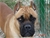 Haida - Triola Cane Corso